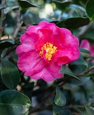 Camellia sasanqua Kanjiro- Pink Winter Flowering Shrub 1 x 8cm Pot
