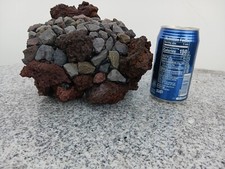 Betta cichlid pleco fish cave