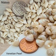 Small Spiral Shells Tiny White