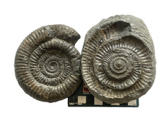 Large Dactylioceras Ammonite