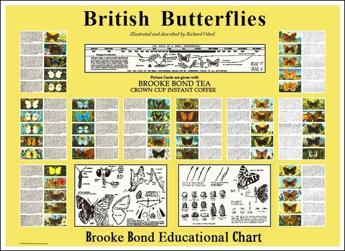 British butterflies - 'british, butterflies'