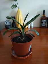 Clivia- A beautiful house