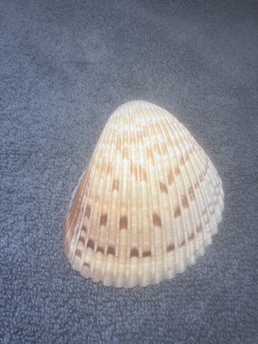 Scallop shell x - shell, 1