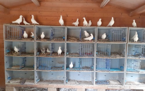 Pigeon racer nest boxes - racer,