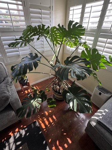 Swiss cheese plant monstera - swiss,