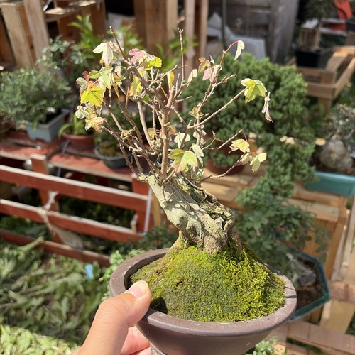Trident maple bonsai tree - bonsai,