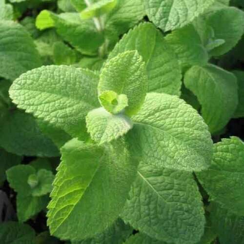 Mint egyptian - mint, 'egyptian