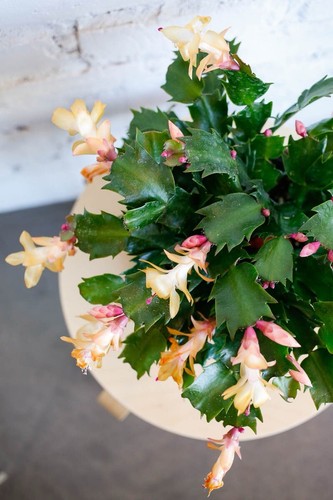 Yellow and pink flowers