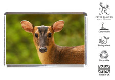 Fridge Magnet: Muntjac Deer Doe Portrait Face Animal | Wildlife | Eco Friendly