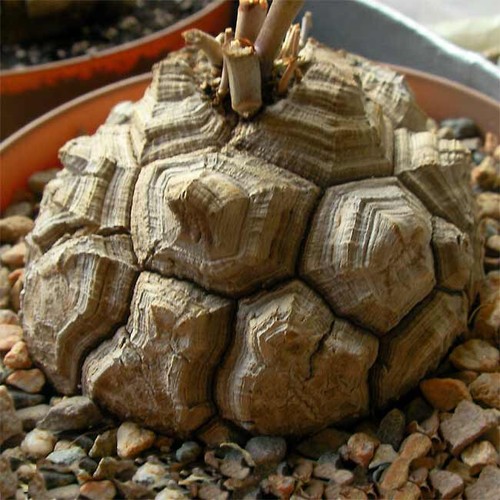 Dioscorea testudinaria - dioscorea,