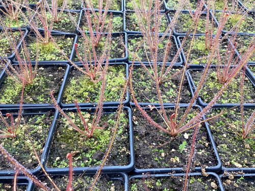 Drosera filiformis red form - filiformis,