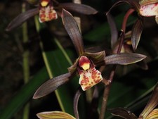 Cymbidium sinense ‘Tai Ping Yang’ variegated Species Orchid plant