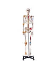VEVOR 71.65" Life Size Human Skeleton Model for Anatomy, Accurate PVC Anatomy