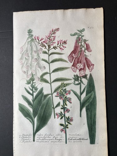 Folio engraving weinmann - engraving,