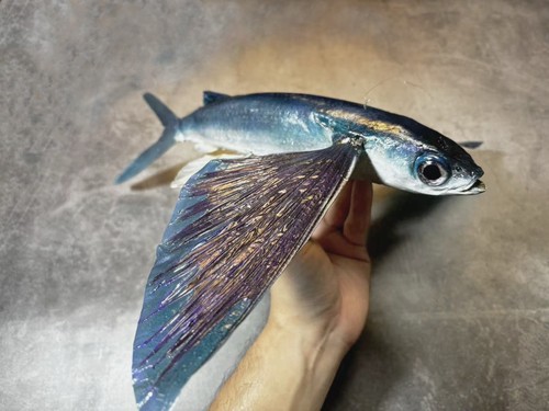 Commission booking taxidermy - commission,