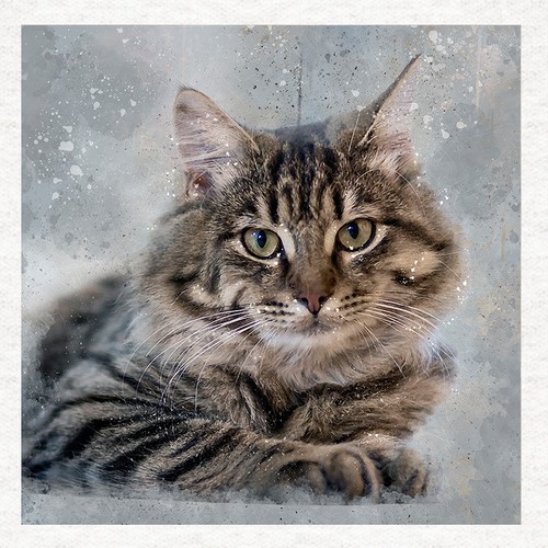 Cat tabby fabric - cat-,