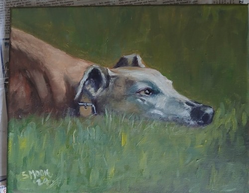 Greyhound dog pet portrait - dog,