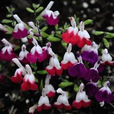 T&M Salvia Lips Collection Garden Patio Flowering Half-hardy Perennial 9cm Pots