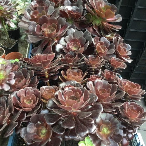 Aeonium black rose - aeonium,