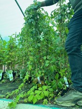 3 Large Virginia Creeper