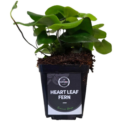 Heart leaf fern - heart,
