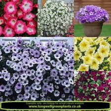PETUNIA 'SURFINAS' x6 Trailing Mixed Plug Plants | PRE ORDER | FREE P&P!