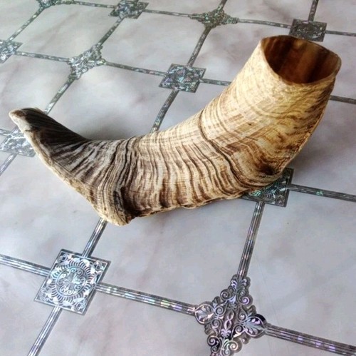 Ram horn large hunting trophy