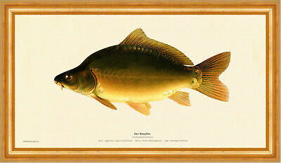 The carp cyprinus carpio race - cyprinus,