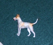 IBIZAN HOUND Dog breed Show