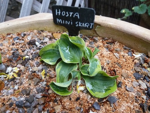 Hosta mini skirt small plant - mini,