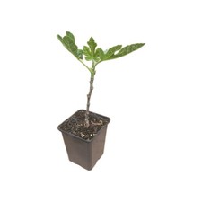 Fig Tree Ficus ‘Brown