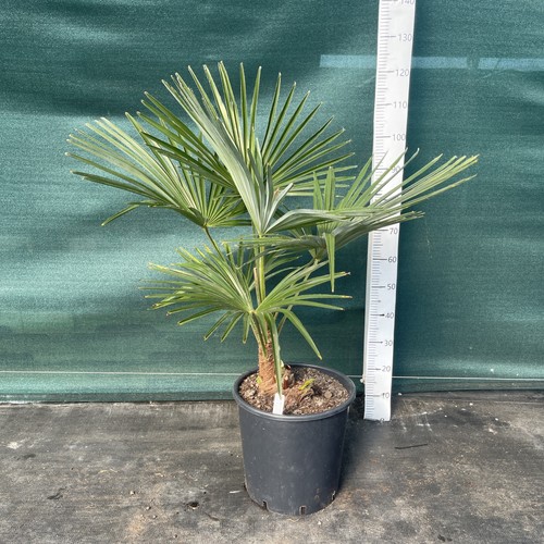Trachycarpus fortunei nanus - trachycarpus,