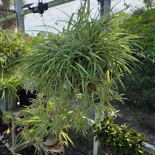 Spider plant ready root - to,