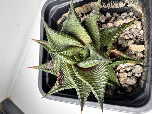Haworthia limifolia 6cm - limifolia.,