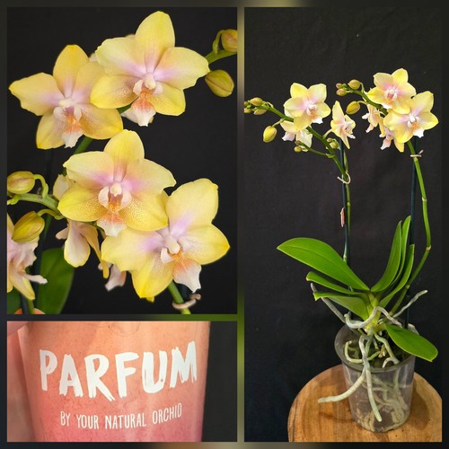 Phalaenopsis aromio lemon - lemon., 2