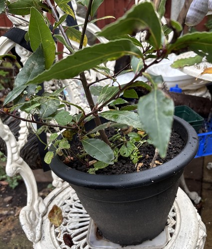 Bay laurel evergreen tree 4 - bay,