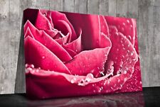 Pink Rose close up Canvas