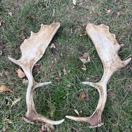 Pair fallow antlers - pair,