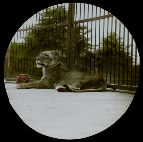 Antique colour magic - antique,
