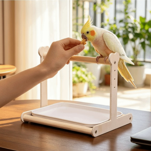 Parrot playstand bird play - bird,