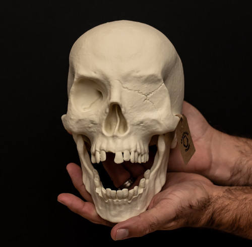 Pirate skull replica life size - pirate,