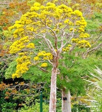 DELONIX FLORIBUNDA Flamboyant poinciana tree VERY RARE bonsai plant seed 5 SEEDS
