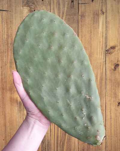 Opuntia prickly pear cactus - opuntia,