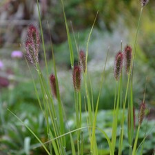 Pennisetum thunbergii Red Buttons fountain grass 9cm Pot Hardy UK zone 9 gardens