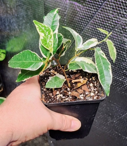 Ficus sagittata radicans - sagittata,