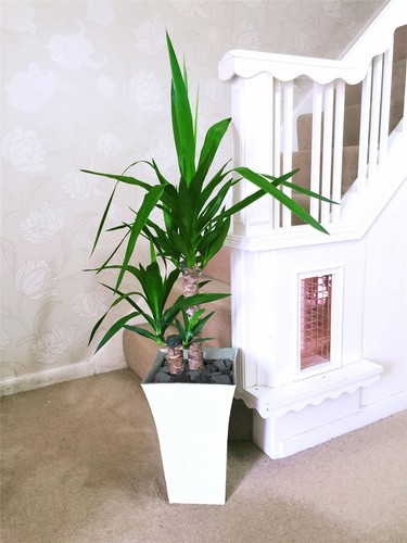 Large double spineless - large, yucca