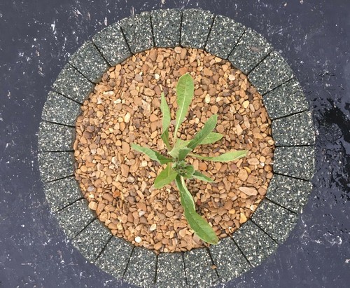 Green circle paving - green,