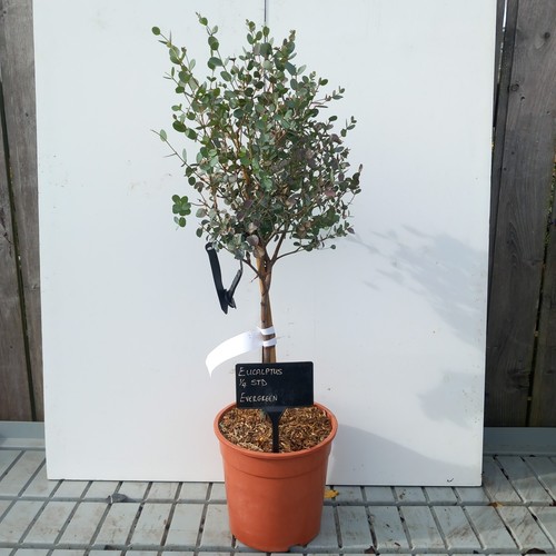 Eucalyptus gunni standard - eucalyptus, 1/4