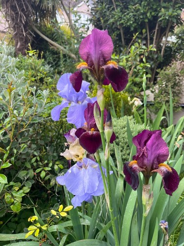 Iris germanica bearded - germanica, growing