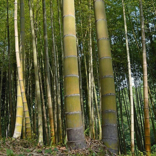 Moso king bamboo seeds - bamboo,